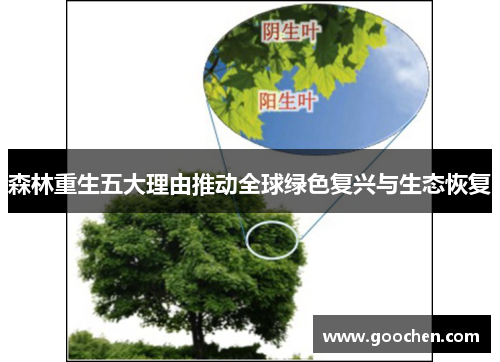 森林重生五大理由推动全球绿色复兴与生态恢复 森林重生五大理由推动全球绿色复兴与生态恢复